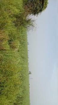 Agricultural/Farm Land for Sale in Garhmukteshwar, Hapur (56 Bigha)