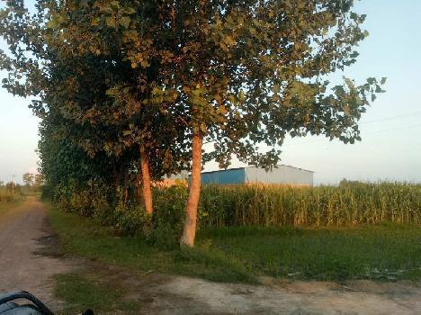 30 Bigha Agricultural/Farm Land for Sale in Garhmukteshwar, Hapur
