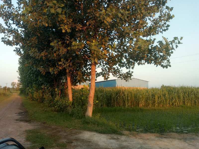 30 Bigha Agricultural/Farm Land For Sale In Garhmukteshwar, Hapur