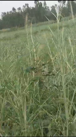 100 Sq.ft. Residential Plot For Sale In Garhmukteshwar, Hapur