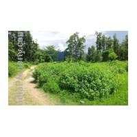 Plots for sales in kullu kalhali