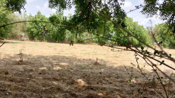 Agricultural/Farm Land for Sale in Halol, Panchmahal (100000 Sq.ft.)