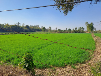Agricultural/Farm Land for Sale in Palanpur, Banaskantha (9 Bigha)