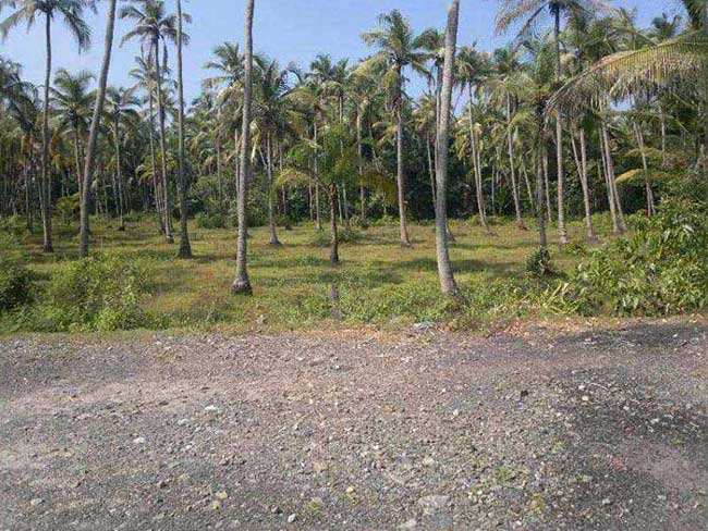 Commercial Lands /Inst. Land for Sale in Calicut (Kozhikode) (3 Acre)