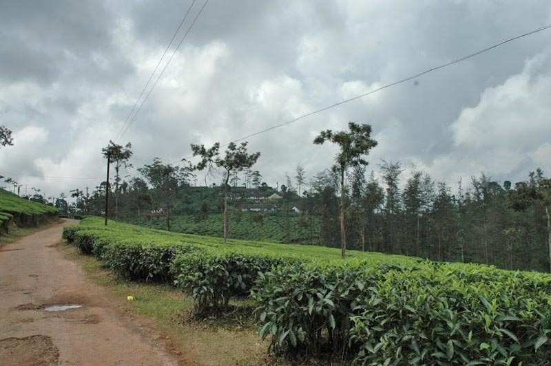 96 Acre Agricultural/Farm Land for Sale in Cherambadi, Nilgiris