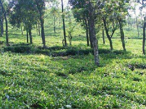 Agricultural/Farm Land for Sale in Wayanad (7.72 Acre)