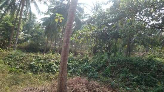 88 Cents of Land for sale In Narikkuni, Calicut