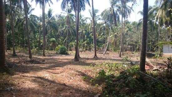 90 cents Residential Land for sale in Velliparamba, Calicut