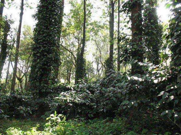 200 Acre Agricultural/Farm Land for Sale in Meppadi, Wayanad