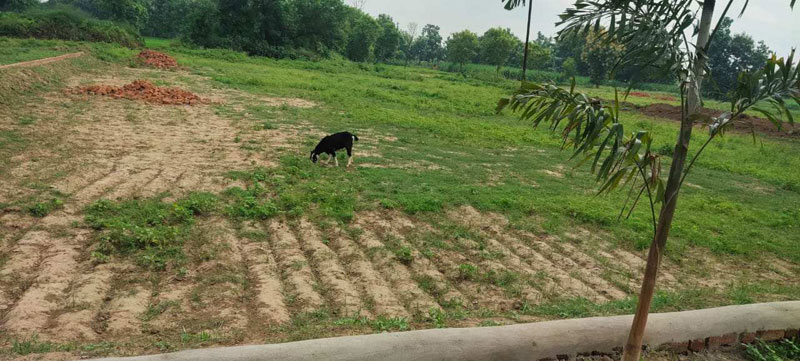 13000 Sq. Yards Agricultural/Farm Land For Sale In Daurala, Meerut