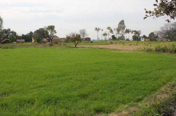 12000 Sq. Yards Agricultural/Farm Land For Sale In Daurala, Meerut