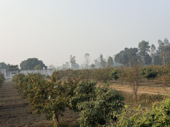 Agricultural/Farm Land for Sale in Khatauli, Muzaffarnagar (35 Bigha)