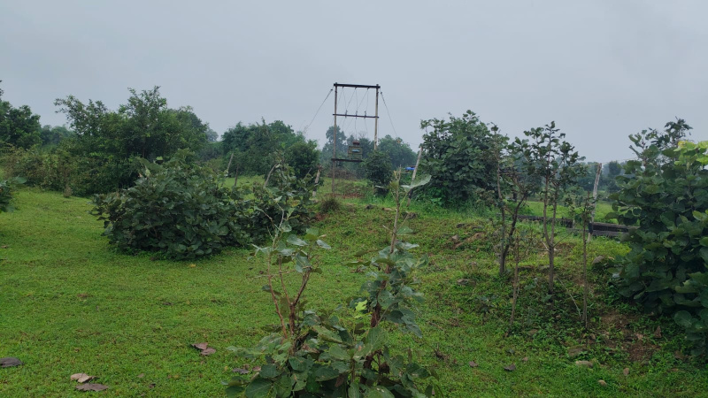 Agricultural/Farm Land For Sale In Bandhavgarh National Park, Umaria (15 Acre)