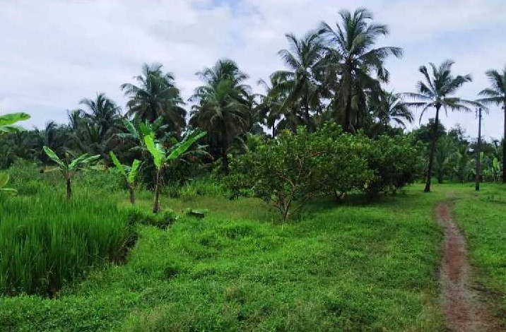 Agricultural Plot At Near Goa Border