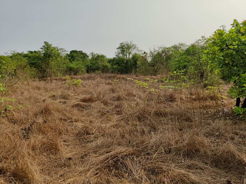 200 Acre Land At Dodamarg Road Goa
