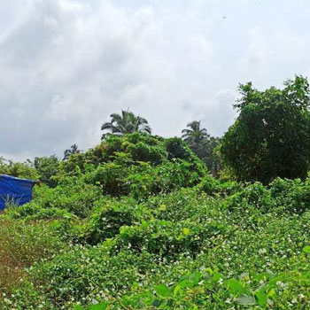 2000 Sq. Meter Residential Plot for Sale in Socorro, Porvorim, Goa