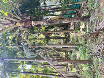 Property for sale in Kudal, Sindhudurg