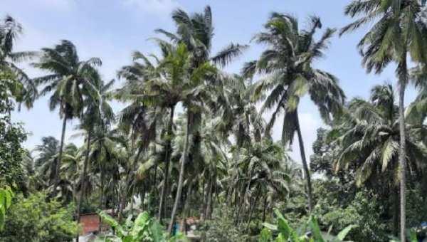 1390 Sq. Meter Residential Plot for Sale in Siolim, Bardez, Goa