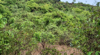 23000 Sq.ft. Residential Plot for Sale in Cuncolim, Goa