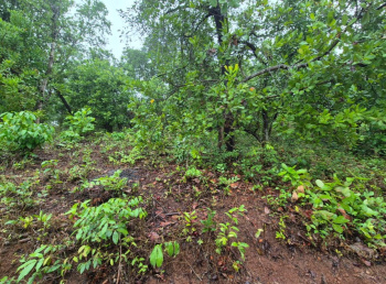 6080 Sq. Meter Residential Plot for Sale in Cuncolim, Goa