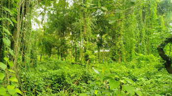 1300sqm plot for sale in Agonda