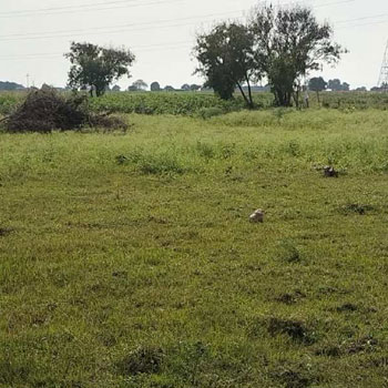 1000 Acre Agricultural/Farm Land for Sale in Shabad, Rangareddy