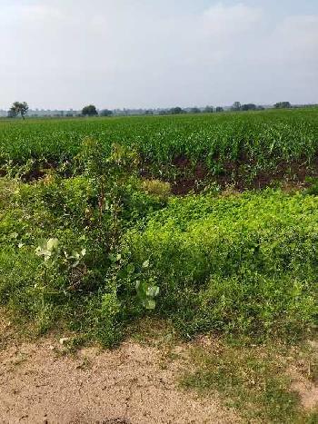 5 Acre Agricultural/Farm Land for Sale in Shabad, Rangareddy
