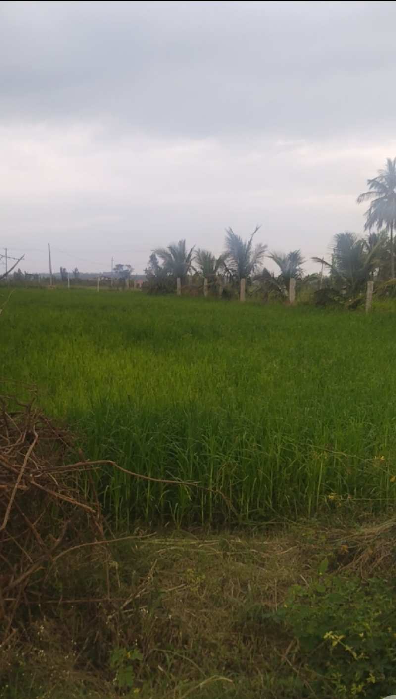properties in Chikkaballapur near Isha foundation 50 acre land sale