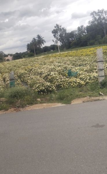 Agriculture farm land in isha foundation road