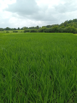 16200 Sq.ft. Agricultural/Farm Land for Sale in Shahapur, Thane