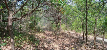 49 Acres For Sale In Khalchi Umbri Devghar  Khed
