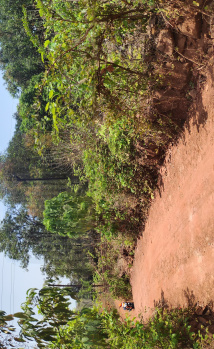 Residential Plot for Sale in Pawas, Ratnagiri (20000 Sq.ft.)