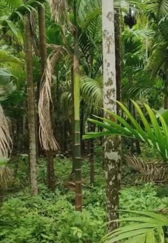 Residential Plot for Sale in Murud, Raigad (8.5 Guntha)