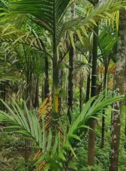 Property for sale in Murud, Raigad