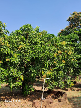 Residential Plot for Sale in Devrukh, Ratnagiri (200 Guntha)