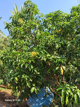 Agricultural/Farm Land for Sale in Devrukh, Ratnagiri (200 Guntha)