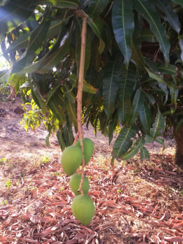 Property for sale in Devrukh, Ratnagiri
