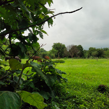 49 Guntha Residential Plot for Sale in Khardi, Thane