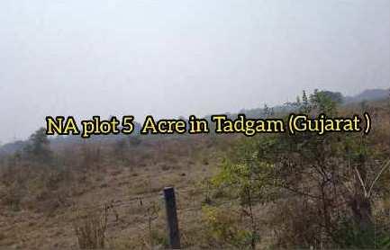 5 Acre Agricultural/Farm Land for Sale in Sanjan, Valsad