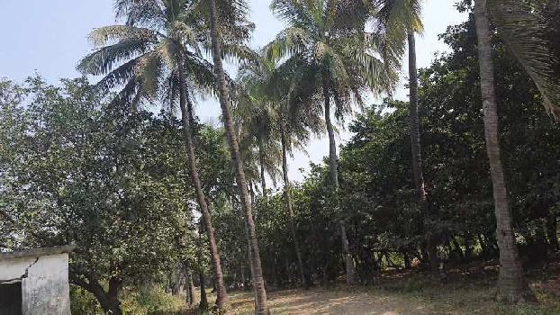 5.5 Acre agriculture land In Bordi,gholvad (maharashtra)