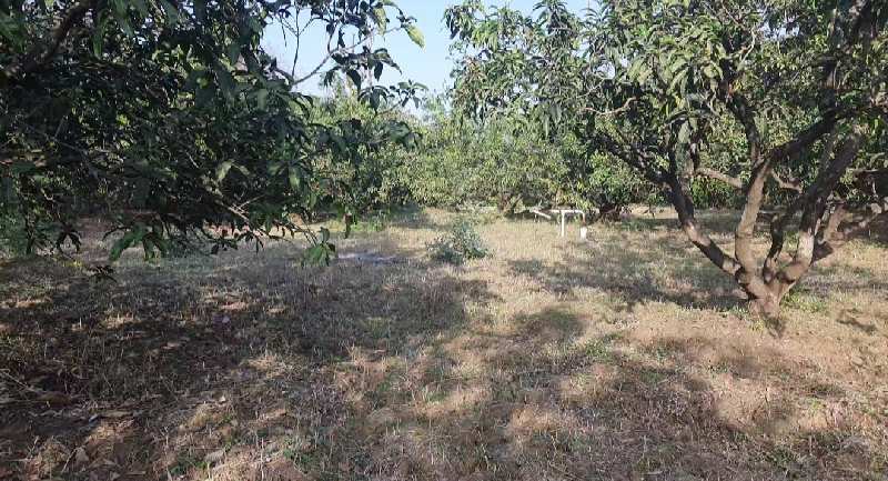 1 Acre Agricultural/Farm Land for Sale in Umbergaon, Valsad