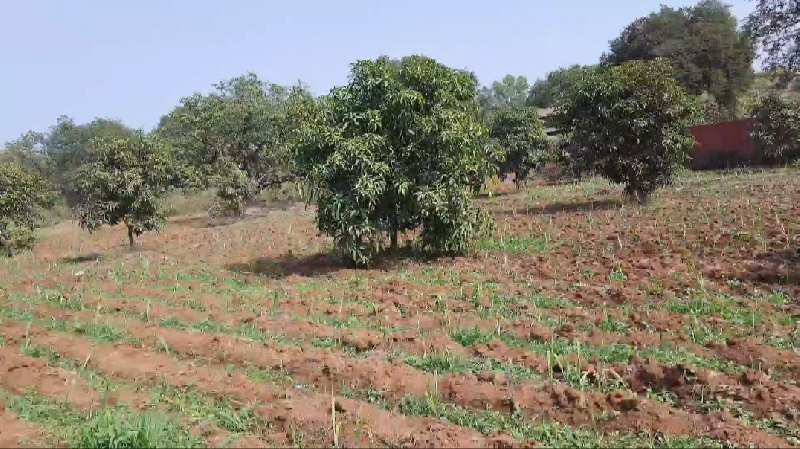 Agriculture land in Bordi (Maharashtra)
