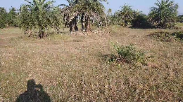 1 Acre Agricultural/Farm Land for Sale in Bordi, Palghar
