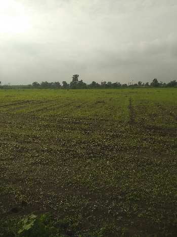 12 Acre Agricultural/Farm Land for Sale in Bilkisganj, Sehore