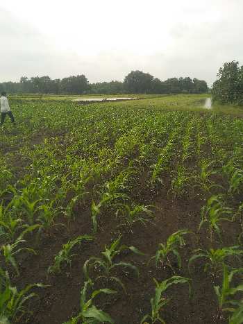 2.50 Acre Agricultural/Farm Land for Sale in Bilkisganj, Sehore