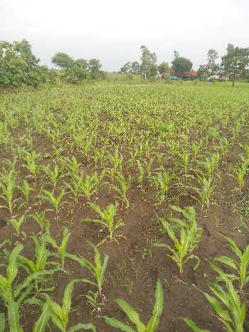 6 Acre Agricultural/Farm Land for Sale in Bilkisganj, Sehore