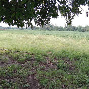 6 Acre Agricultural/Farm Land for Sale in Sehore Road, Bhopal