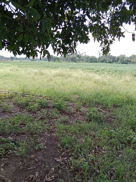 6 Acre Agricultural/Farm Land for Sale in Sehore Road, Bhopal