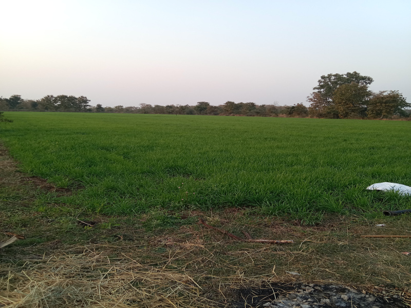 10 Acre Agricultural/Farm Land for Sale in Anwali Kheda, Sehore