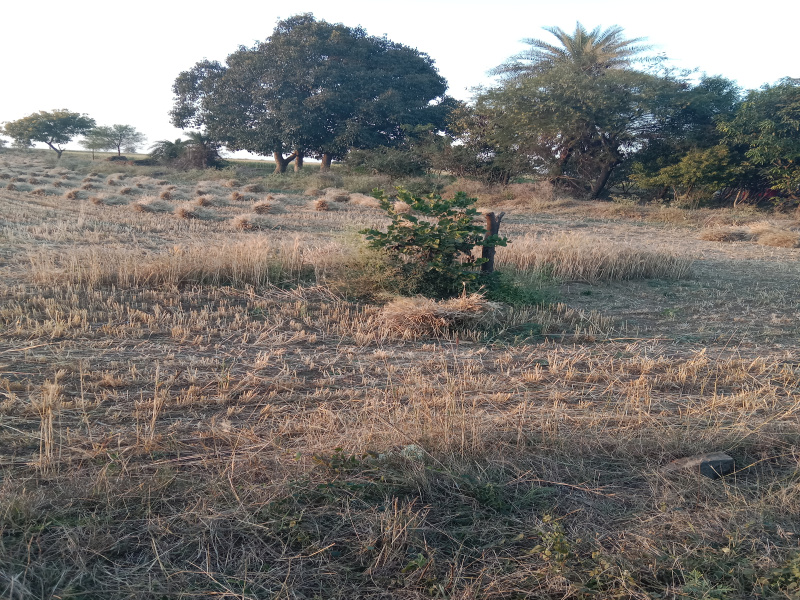 3 Acre Agricultural/Farm Land for Sale in Bilkisganj, Sehore